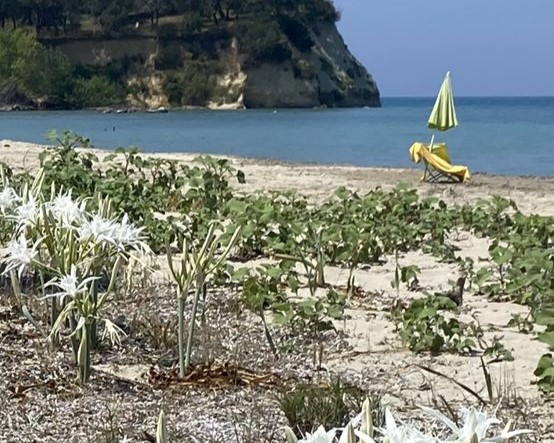 Astrakeri beach - property for rent